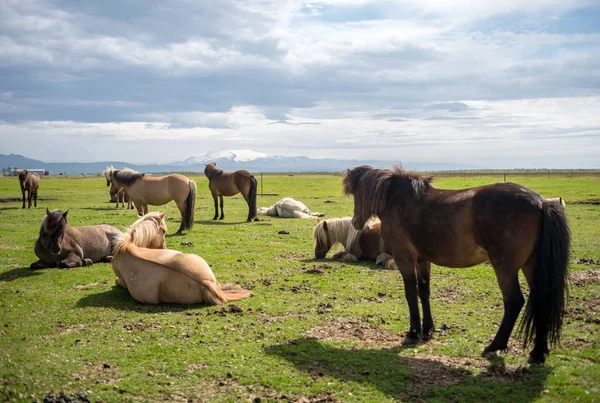 Una Manada Caballos Islandeses Pastizal Islandia Imágenes de stock libres de derechos