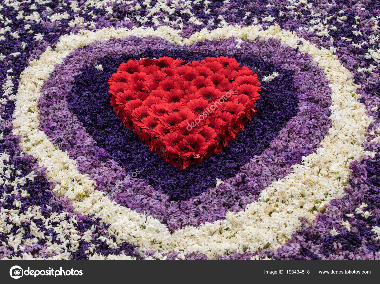 Noordwijkerhout Países Bajos Abril 2017 Corazón Rojo Fondo ...