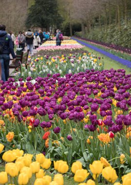 Lisse, Hollanda - 19 Nisan 2017: Lisse, Hollanda, Hollanda Keukenhof Garden ziyaretçi.
