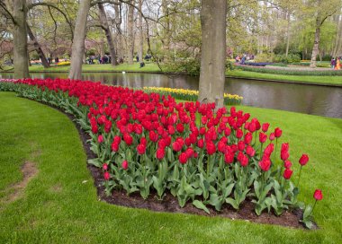 Lisse Hollanda - 19 Nisan 2017: Lisse, Hollanda, Hollanda Keukenhof bahçesinde renkli çiçekler.