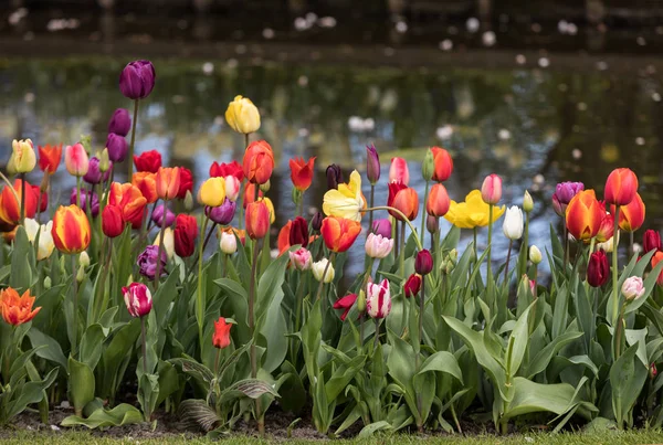 Fleurs Tulipes Colorées Fleurissant Dans Jardin — Photo