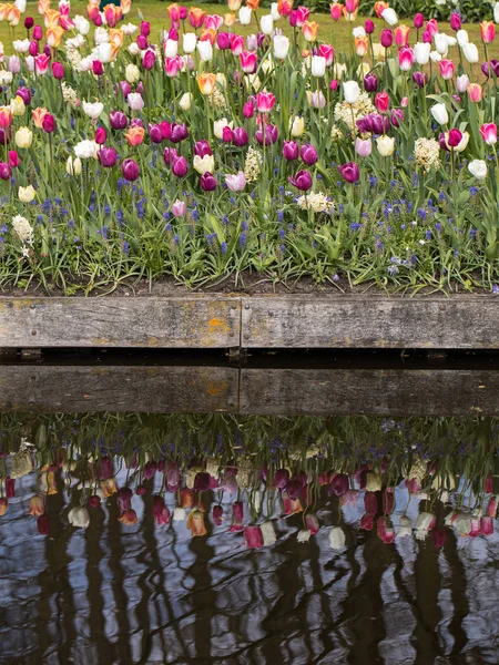 Des Tulipes Colorées Fleurissent Dans Jardin Leur Image Miroir Dans — Photo
