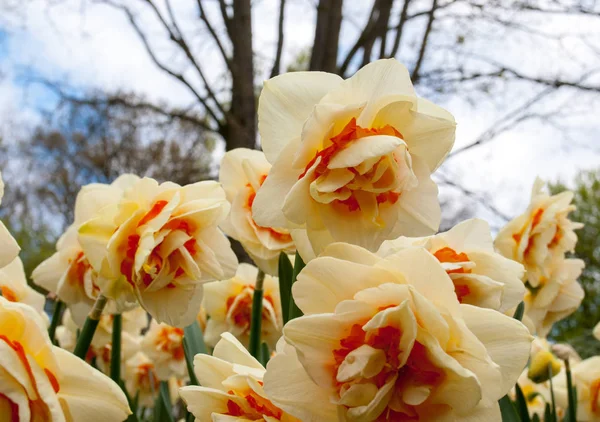 春は庭で黄色の水仙やナルシッソスを開花 — ストック写真