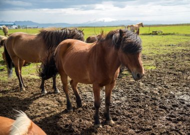 İzlanda 'da otlakta bir İzlandalı at sürüsü.