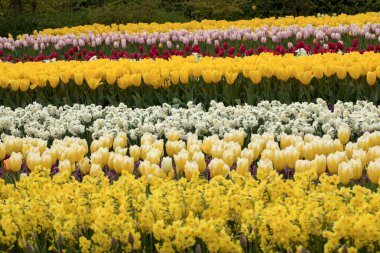 Lale alanları Bollenstreek, Güney Hollanda, Hollanda 