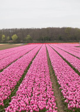 Pembe Lale alanları Bollenstreek, Güney Hollanda, Hollanda 