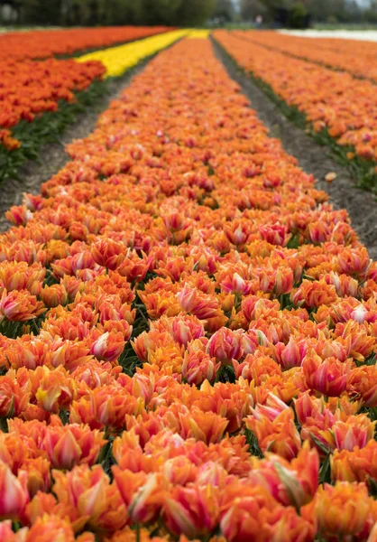 Campi Tulipani Del Bollenstreek Olanda Meridionale Paesi Bassi — Foto Stock