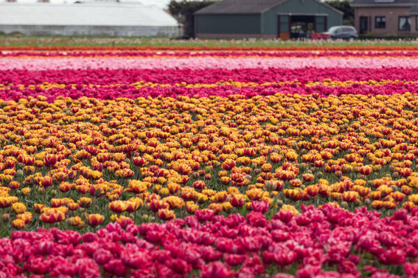 Тюльпанные поля Феленстрика, Южная Голландия, Нидерланды
 