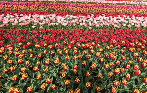 Campos Tulipanes Del Bollenstreek Holanda Meridional Países Bajos —  Fotos de Stock