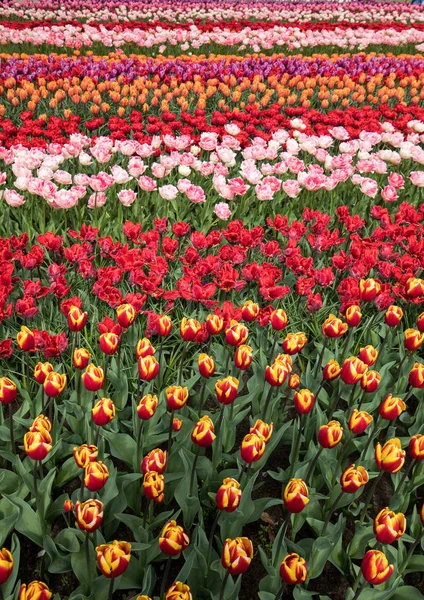 Campos Tulipanes Del Bollenstreek Holanda Meridional Países Bajos —  Fotos de Stock