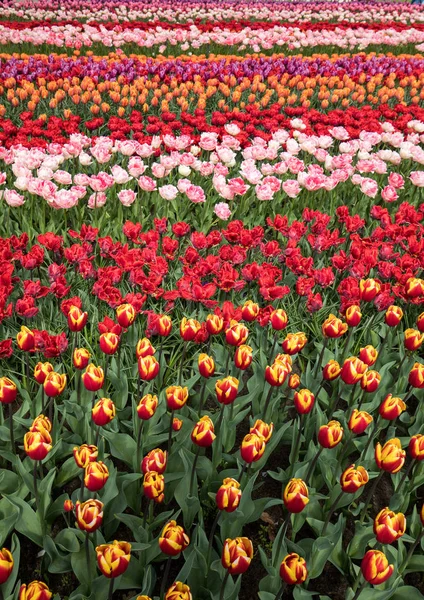 Tulipánová Pole Bollenstreek Jižní Holandsko Nizozemsko — Stock fotografie