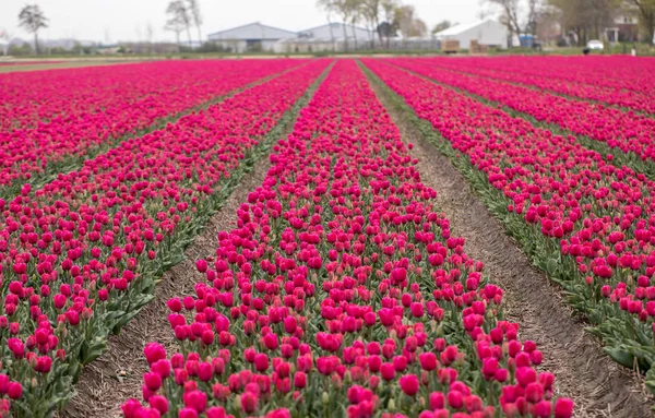 Pola Czerwone Tulipany Bollenstreek Holandia Południowa Holandia — Zdjęcie stockowe