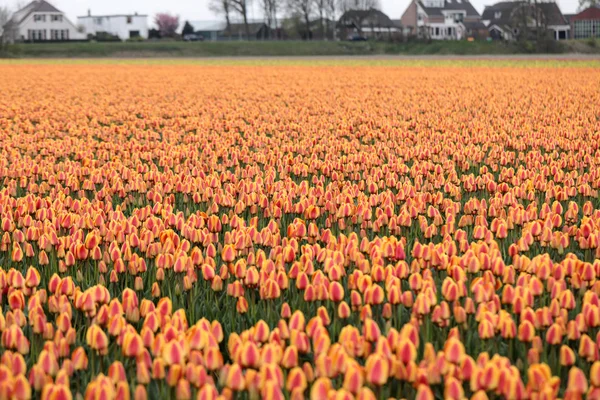Turuncu Lale Alanları Bollenstreek Güney Hollanda Hollanda — Stok fotoğraf