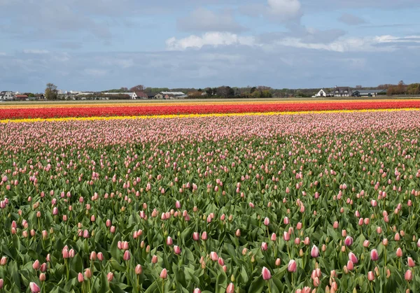 Tulip fields of the Bollenstreek, South Holland, Netherlands