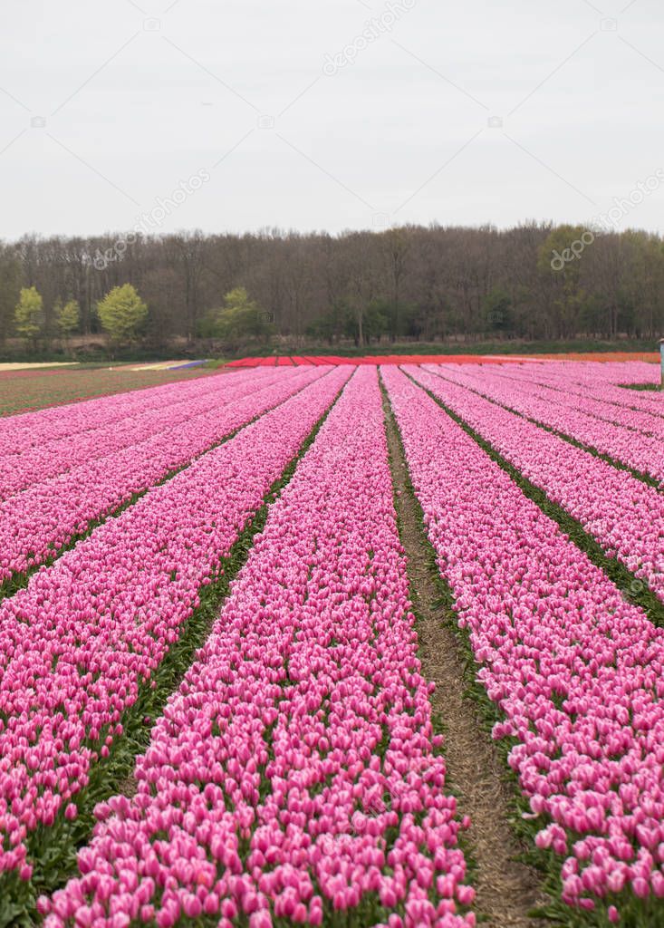 Pink Tulips fields of the Bollenstreek, South Holland, Netherlands 