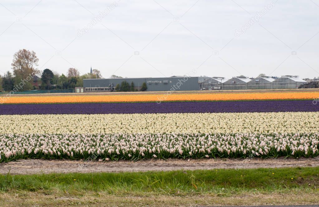 Tulip and hyacinth  fields of the Bollenstreek, South Holland, Netherlands 