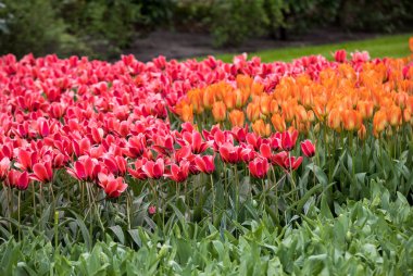 bir bahçede çiçek açan turuncu ve kırmızı lale çiçek