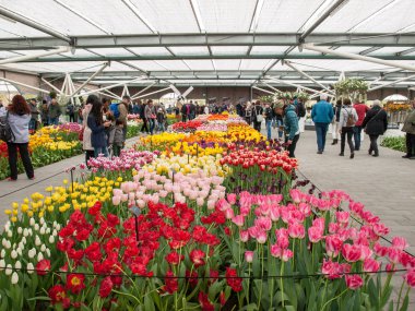 Lisse Hollanda - 19 Nisan 2017: Lisse, Hollanda, Hollanda Keukenhof Garden ziyaretçi.