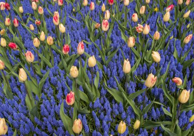 renkli Lale ve mavi sümbül bir bahçede çiçek açan