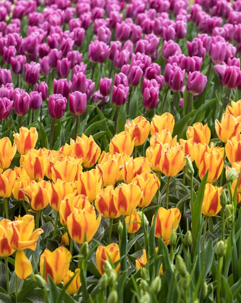 Fiori Tulipani Colorati Che Fioriscono Giardino — Foto Stock