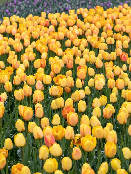 Gelbe Tulpen Blühen Einem Garten — Stockfoto