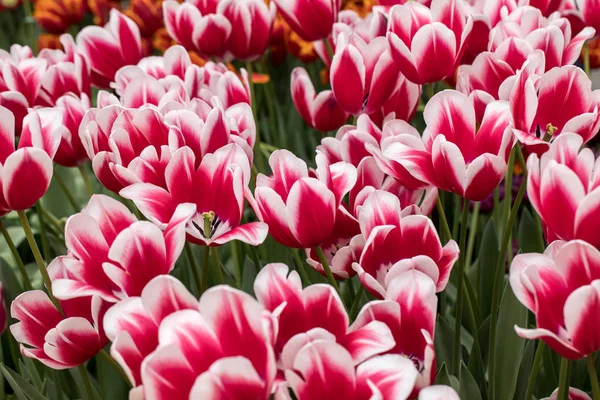 Bunte Botanische Tulpenblumen Blühen Einem Garten — Stockfoto