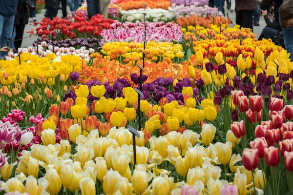 Kleurrijke Tulpen Bloemen Bloeien Een Tuin — Stockfoto