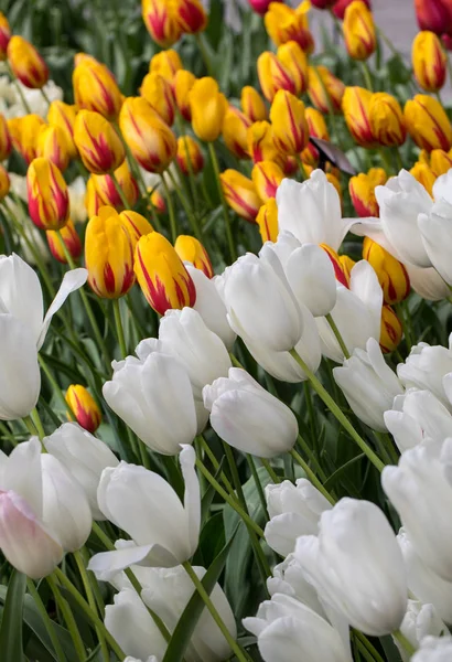 Kleurrijke Tulpen Bloemen Bloeien Een Tuin — Stockfoto