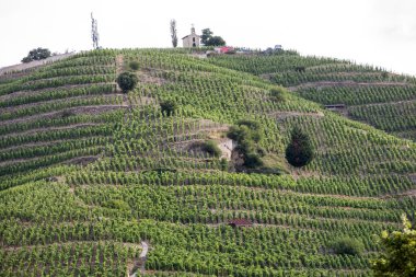 M. görünümünü Chapoutier Crozes-Hermitage üzüm bağları Tain l'Hermitage, Rhone Vadisi, Fransa