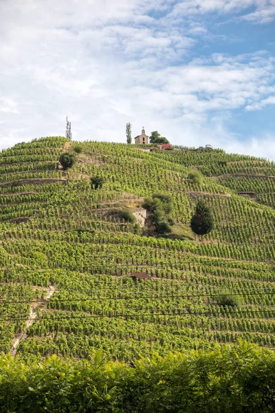 View Chapoutier Crozes Hermitage Vineyards Tain Hermitage Rhone Valley France — стоковое фото