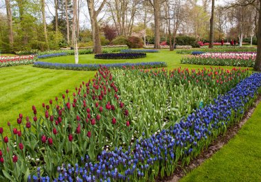 Lisse Hollanda - 19 Nisan 2017: Lisse, Hollanda, Hollanda Keukenhof bahçesinde renkli çiçekler.