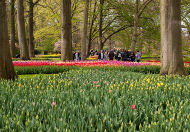 Lisse Hollanda - 19 Nisan 2017: Lisse, Hollanda, Hollanda Keukenhof Garden ziyaretçi.
