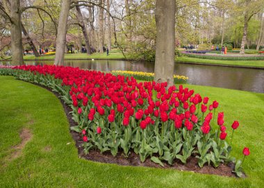 Lisse Hollanda - 19 Nisan 2017: Lisse, Hollanda, Hollanda Keukenhof bahçesinde renkli çiçekler.