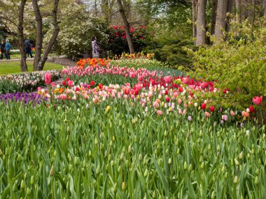 Lisse Hollanda - 19 Nisan 2017: Lisse, Hollanda, Hollanda Keukenhof bahçesinde renkli çiçekler.