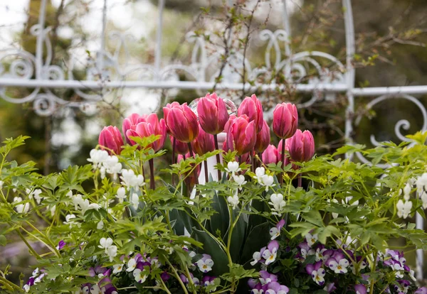 Fleurs Colorées Dans Jardin Keukenhof Lisse Hollande Pays Bas — Photo