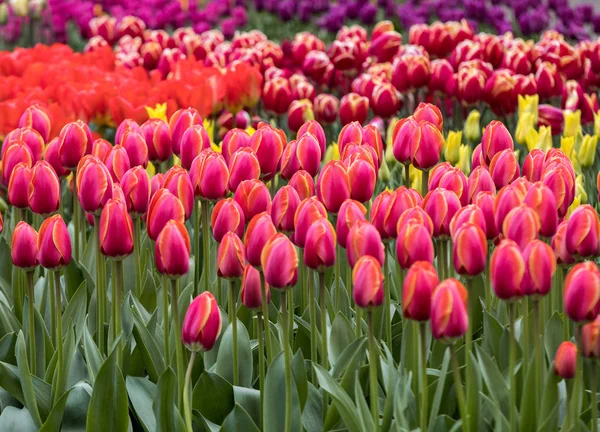 Barevné Tulipány Květiny Kvetoucí Zahradě — Stock fotografie