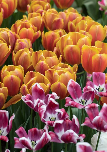 Цветущие Саду Цветущие Ботанические Тюльпаны — стоковое фото