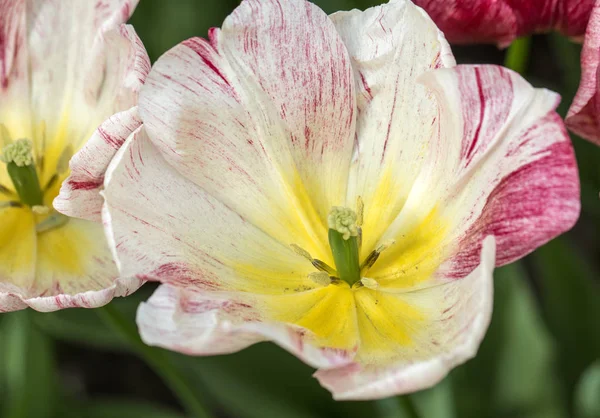 Πολύχρωμο Βοτανικό Τουλίπες Λουλούδια Ανθίζουν Έναν Κήπο — Φωτογραφία Αρχείου