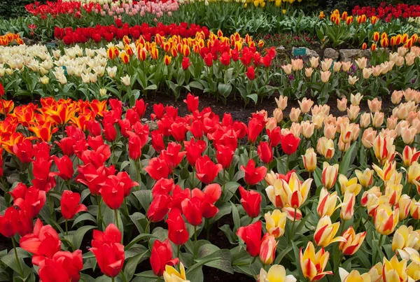 Flores Tulipas Coloridas Florescendo Jardim — Fotografia de Stock