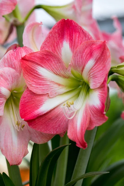 Amarylis Czerwony Biały Kwiat Kwitnący Naturalny Ogród — Zdjęcie stockowe