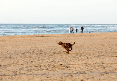 Katwijk, Hollanda - 23 Nisan 2017: Katwijk aan Zee, Hollanda, bir plajda eğlenmek Red setter köpek