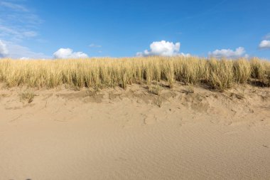 Kumul Katwijk aan Zee, Holland, açık mavi gökyüzü altında otlar 