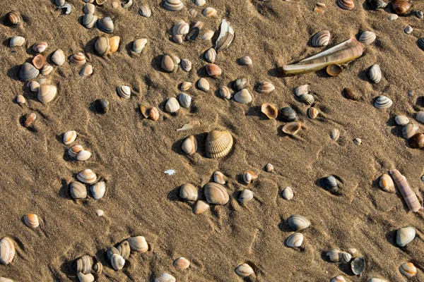 Kleine Zeeschelpen Stenen Zand — Stockfoto