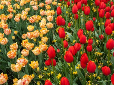 Bahçede açan renkli laleler.