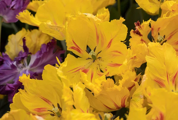 庭園に咲く色とりどりの植物チューリップ花 — ストック写真