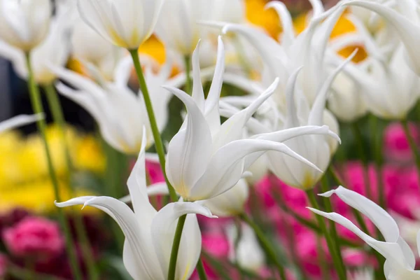 Biały Botaniczny Tulipany Kwiaty Kwitnące Ogrodzie — Zdjęcie stockowe
