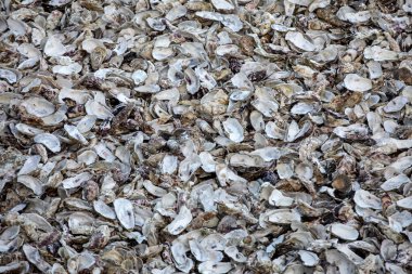Cancale 'deki istiridye çiftlikleriyle ünlü deniz tabanına atılmış binlerce boş istiridye kabuğu. Britanya, Fransa 