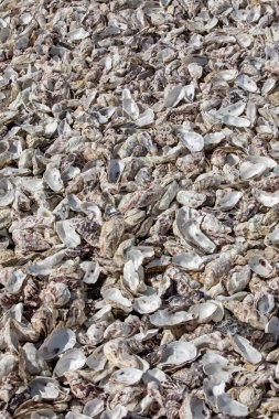 Cancale 'deki istiridye çiftlikleriyle ünlü deniz tabanına atılmış binlerce boş istiridye kabuğu. Britanya, Fransa 