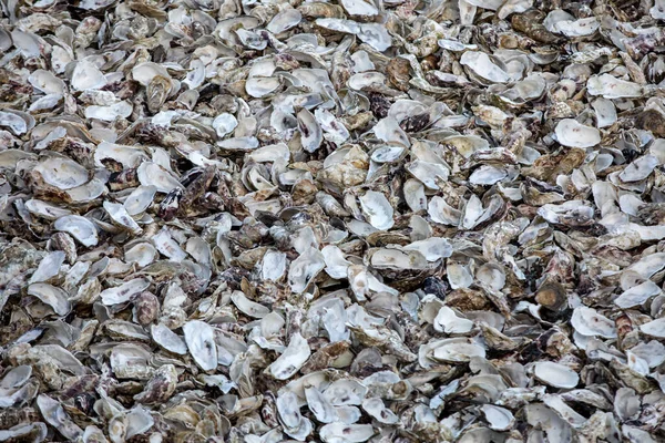 成千上万只空壳的被吃掉的牡蛎被丢弃在米盖尔的海底 以牡蛎养殖场闻名 法国布列塔尼 — 图库照片
