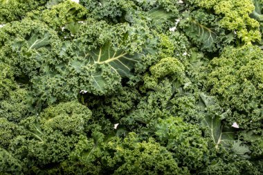 Sağlıklı taze kıvırcık lahana